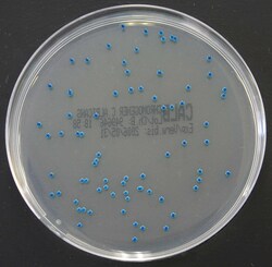 Thermo Scientific Oxoid Chromogenic Candida albicans Agar | Buy Online | Thermo Scientific&trade; | Fisher Scientific